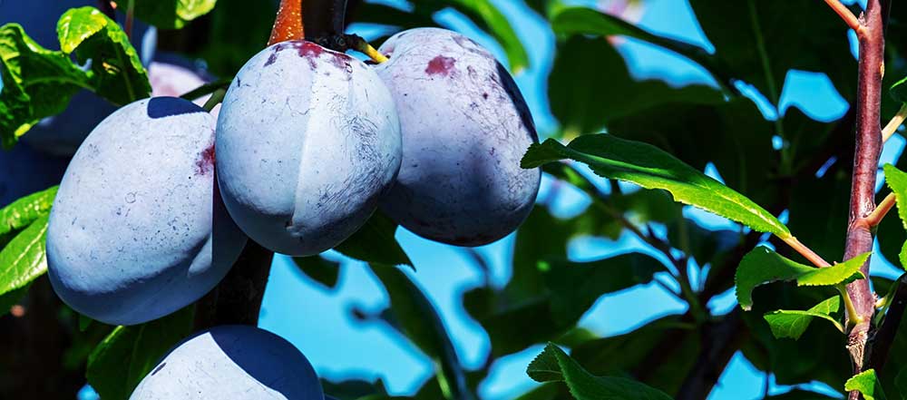 Food Journeys with Oz - September has arrived with plum jam!